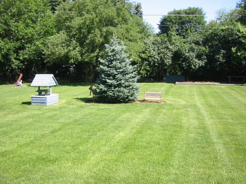 Back yard